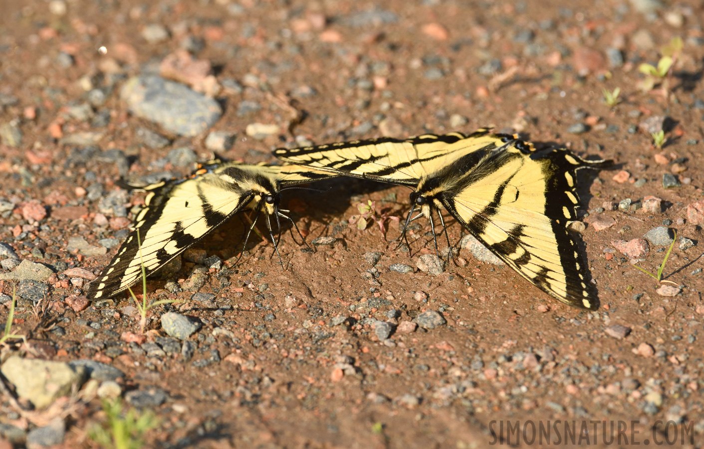 Papilio canadensis [400 mm, 1/800 sec at f / 9.0, ISO 800]